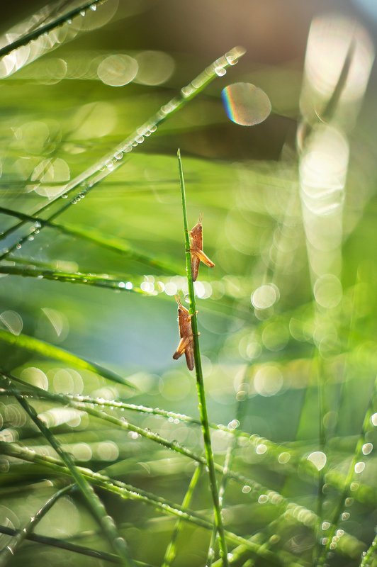 grasshopers фото превью