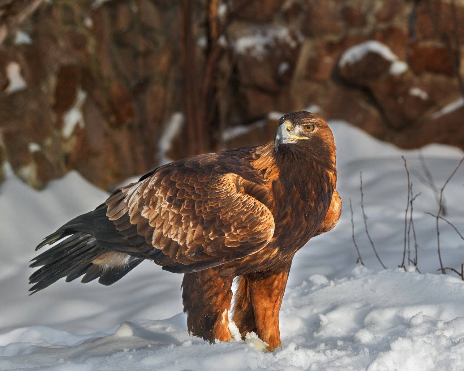 , Олег Богданов