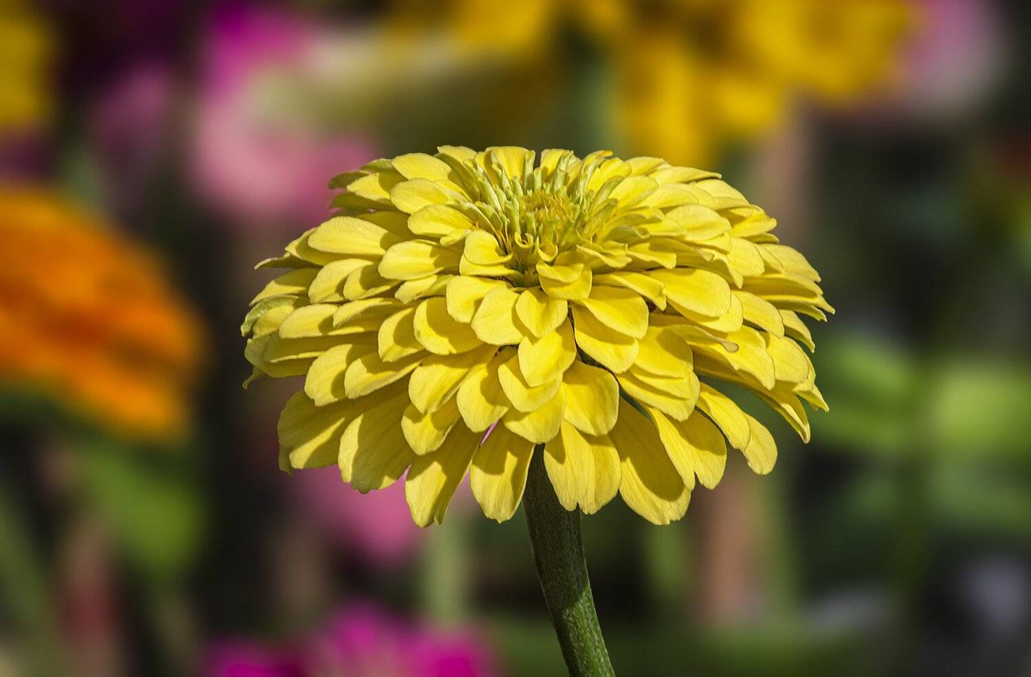 garden, flower, yellow, close up, beautifyl, spring, focus, macro, bloom, blossom, nicely, bright, brilliant, zinnia, zinnia elegans, asteraceae, NeCoTi ChonTin