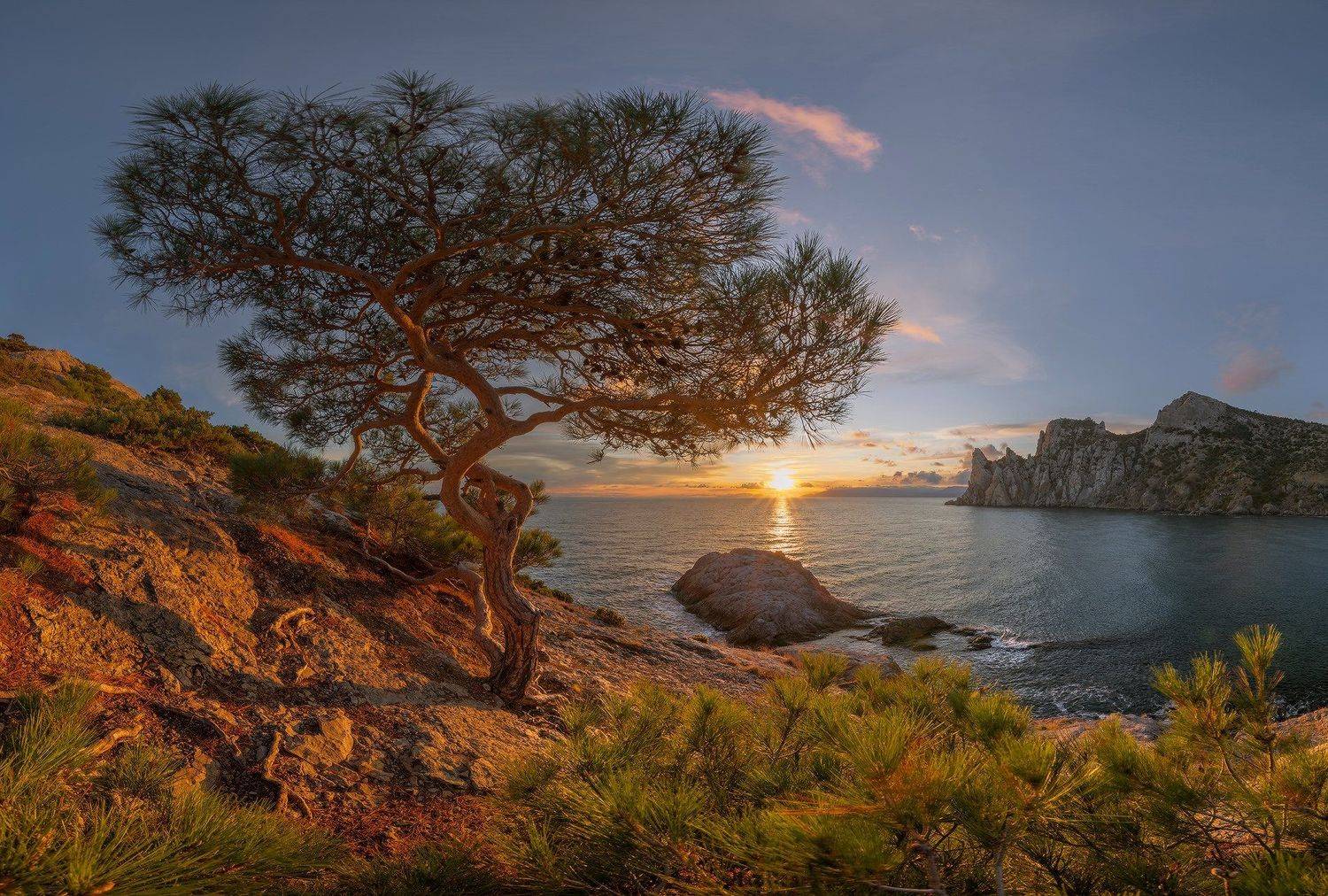 крым, новый свет, чикен-кая, караул-оба, реликтовая роща, сосна, закат, Николай Мысливцев