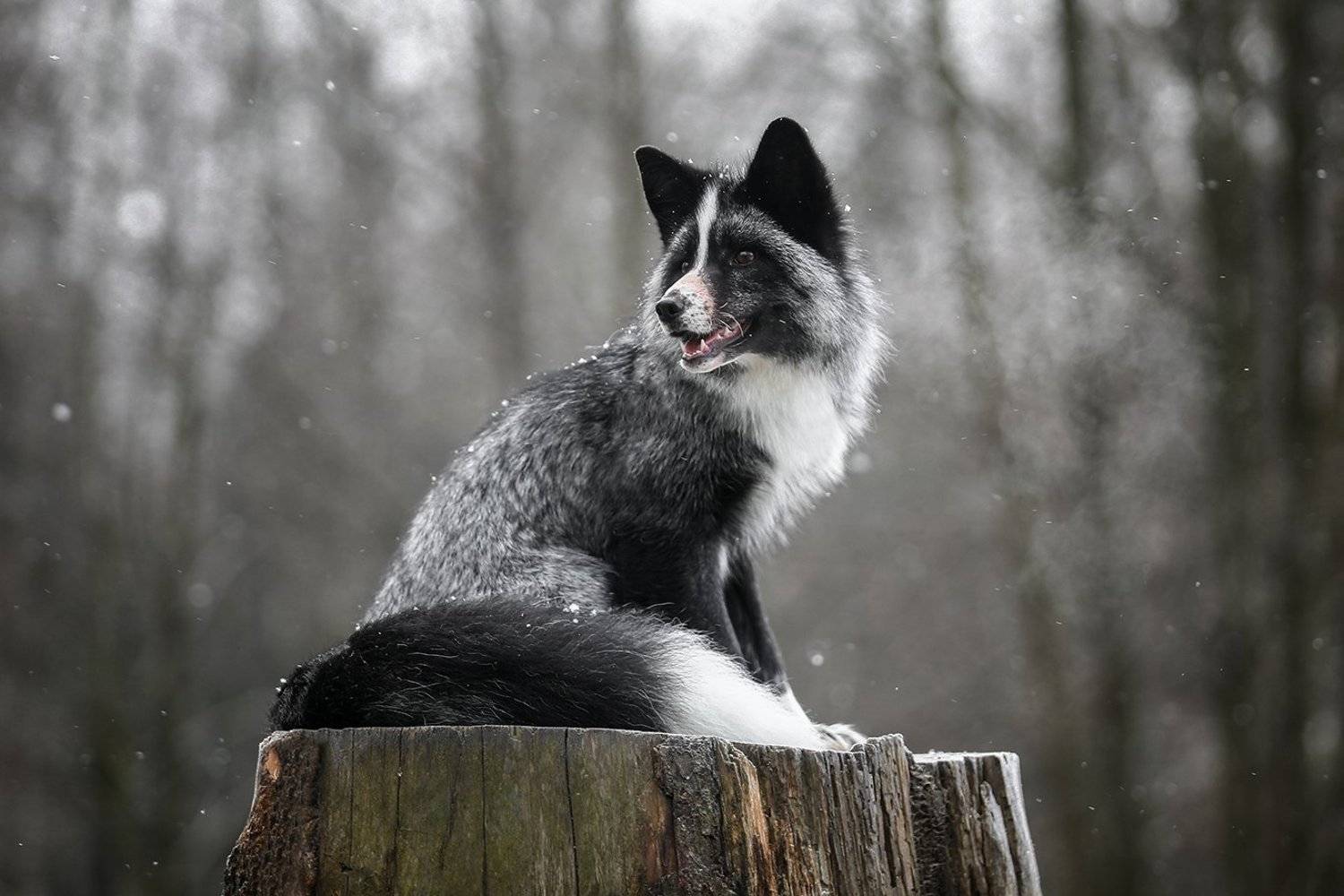 , Андрей Ершов