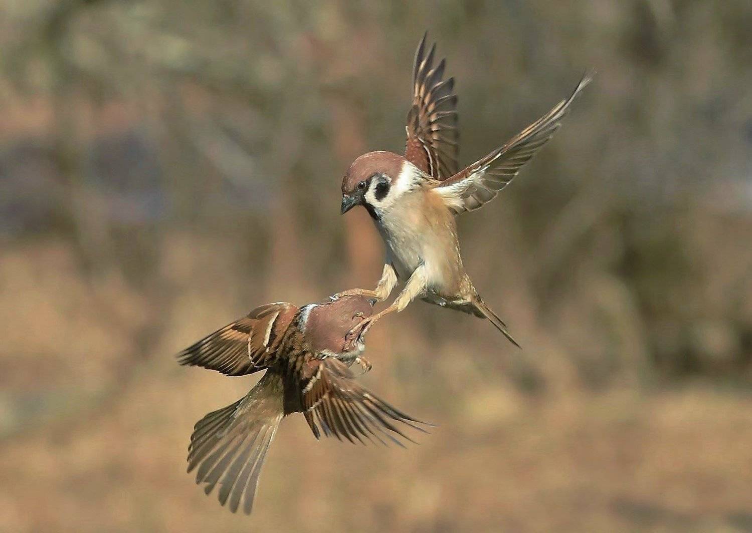 природа , птицы, Андрей Головнев