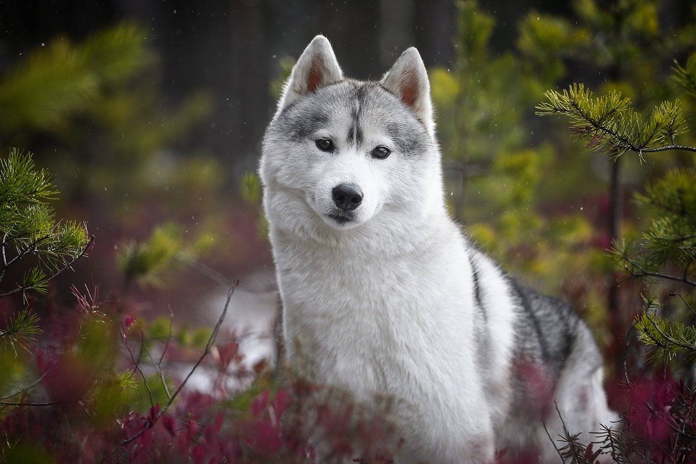 , Андрей Ершов