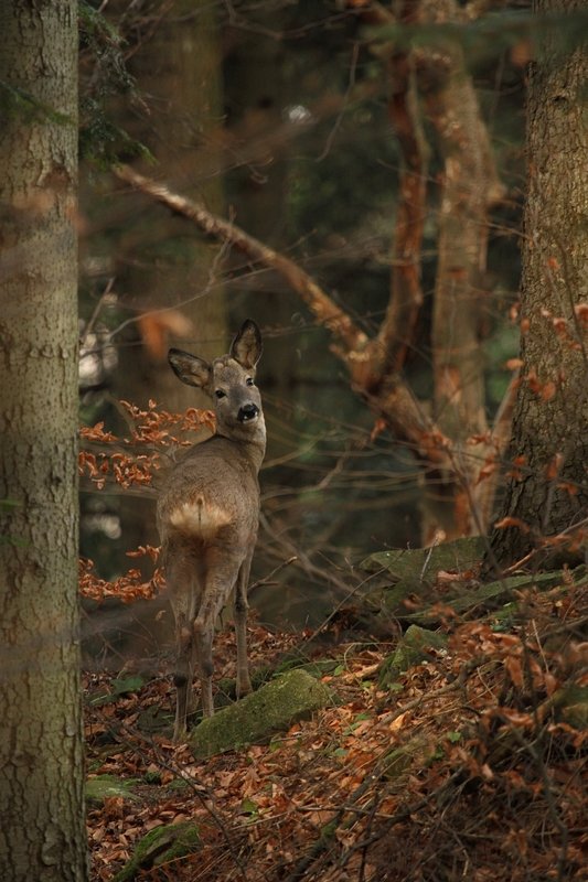 ... фото превью