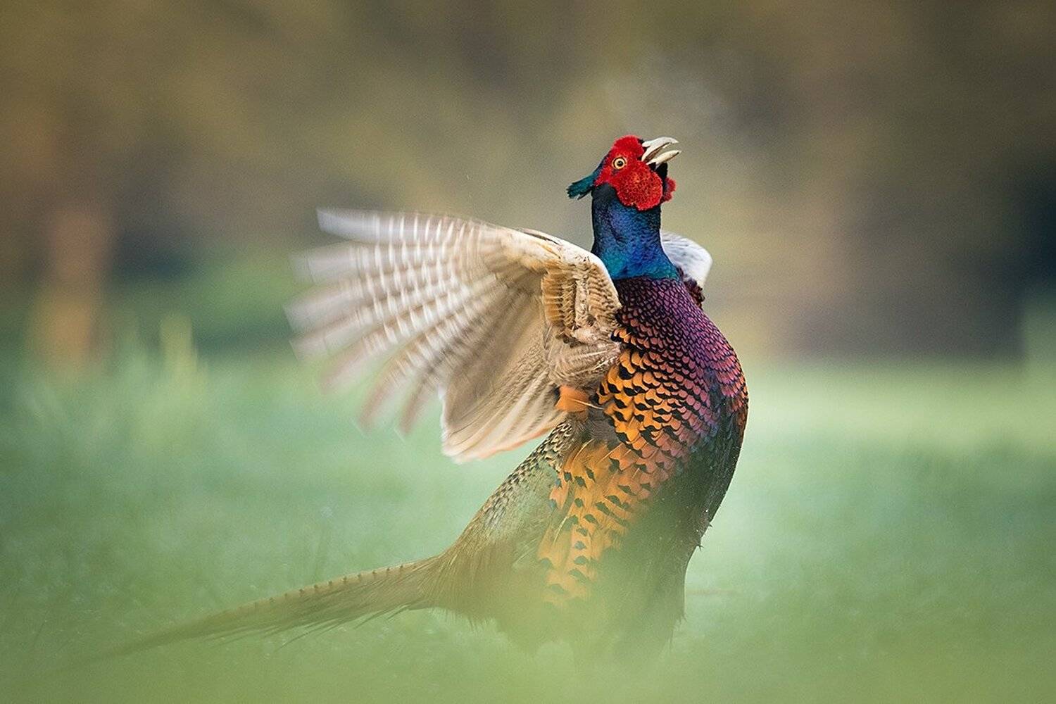 , Robert Adamec