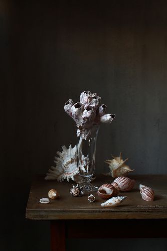 Seashells