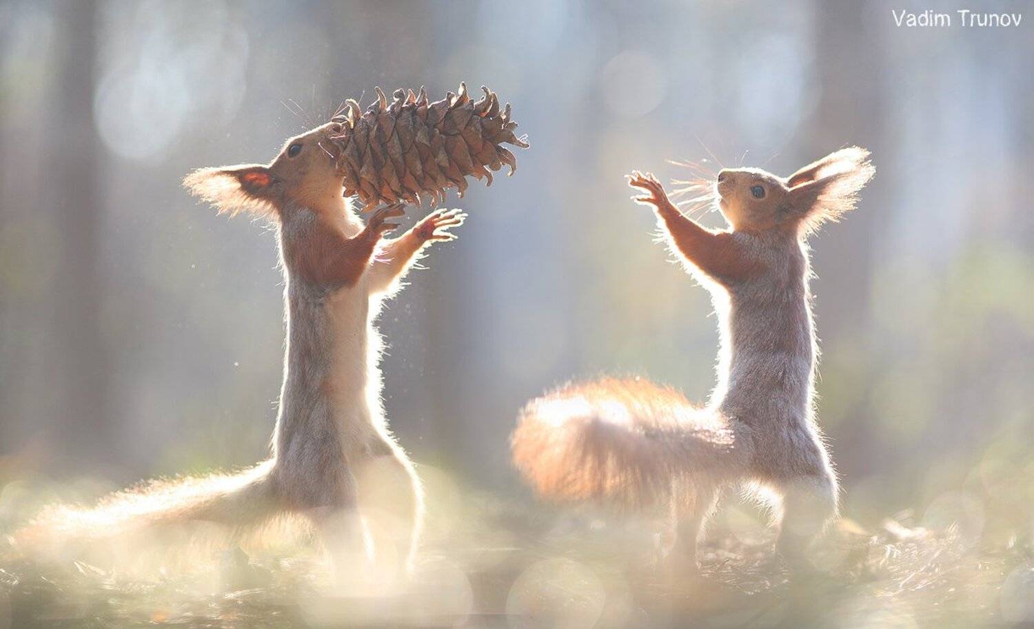 белка, squirrel, шишка, Вадим Трунов