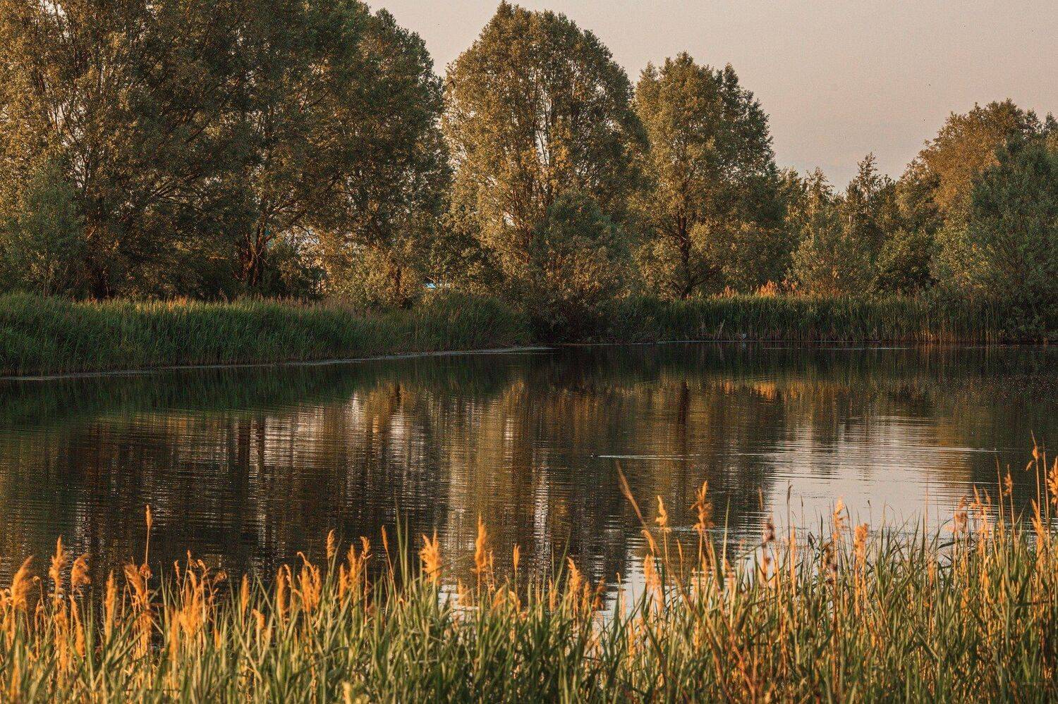 пейзаж, кулебаки, landscape, лето, пруд, вода, отдых, закат, summer, pond, sunset pine trees, Владимир Васильев