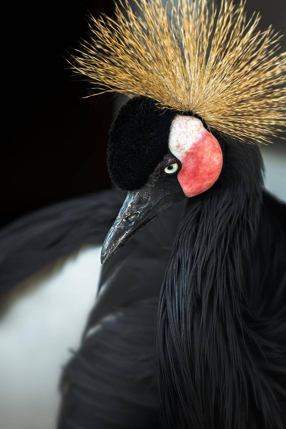 crowned,balearica,pavoninablack,bird,wildlife,wildlifephotography,birdphotography,wildbirdphotography,птицы, венценосный журавль, минский зоопарк, беларусь, Полина Хрол