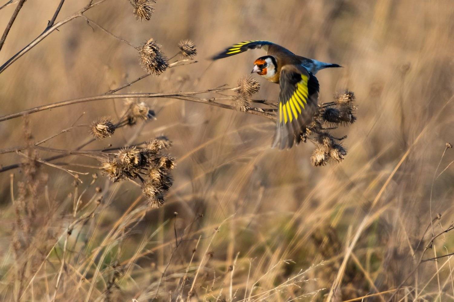 , Александр Абросимов
