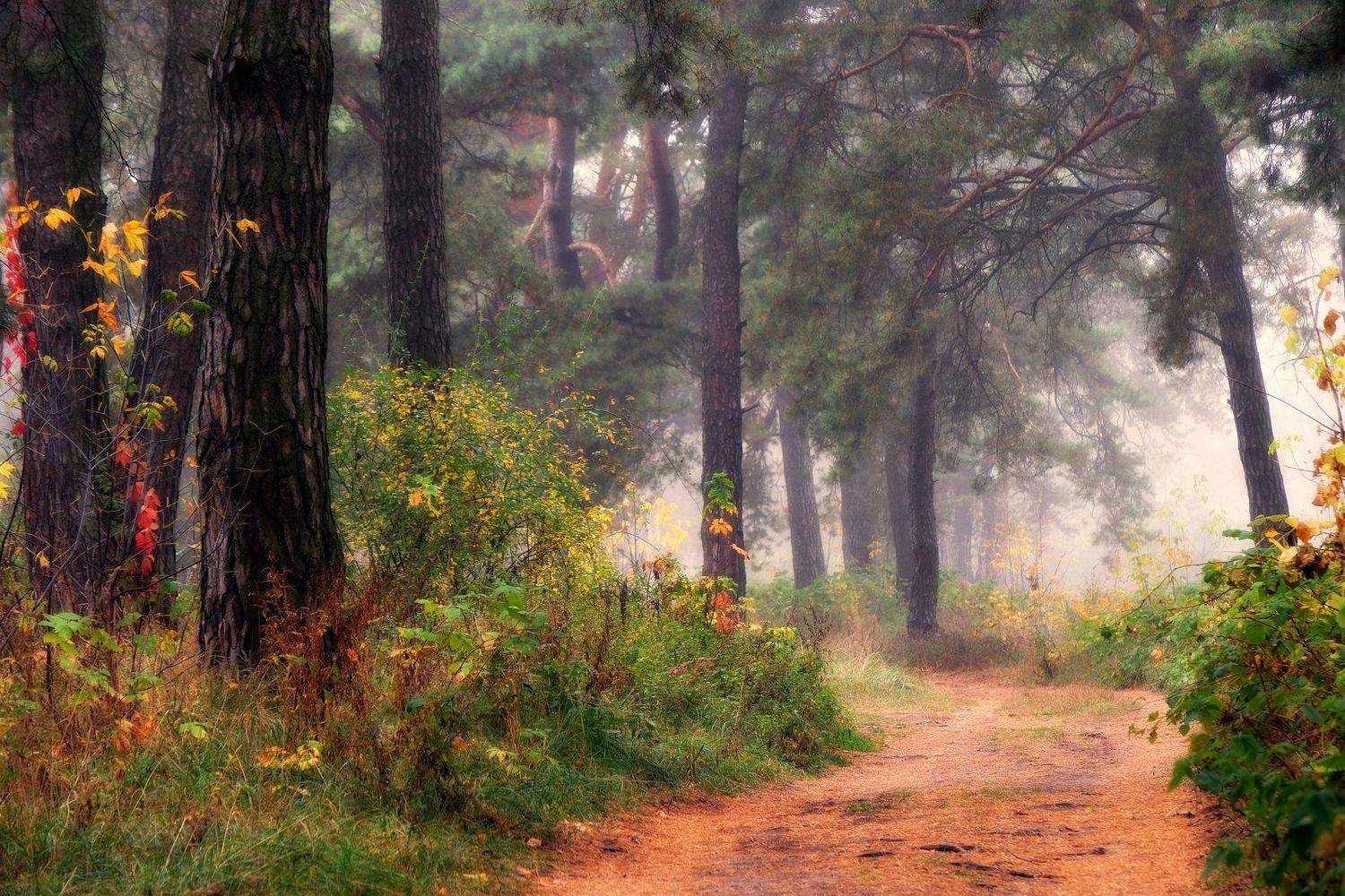 вечер осень лес дорога, Иванчиков Дмитрий