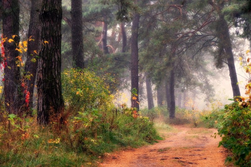вечер осень лес дорога Осенний лес(IV) фото превью