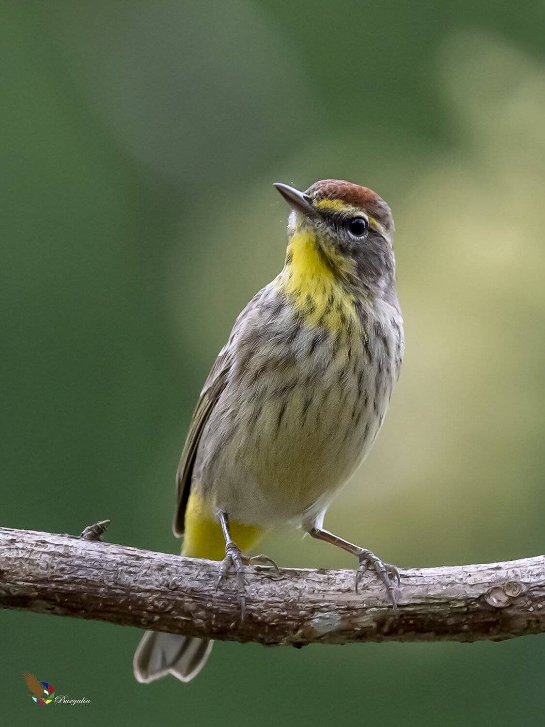 , Fernando Burgalin Sequeira