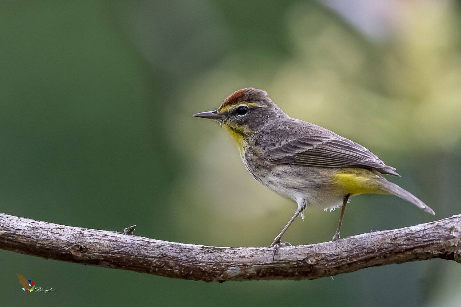 , Fernando Burgalin Sequeira