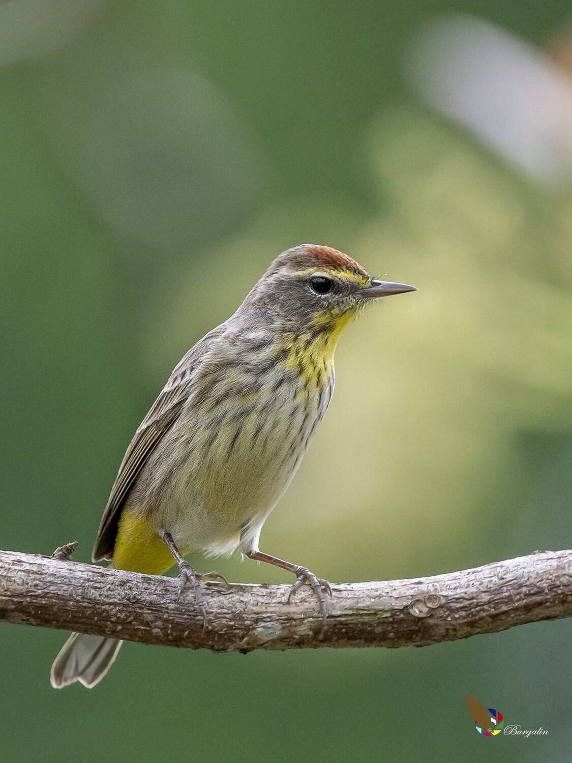 , Fernando Burgalin Sequeira