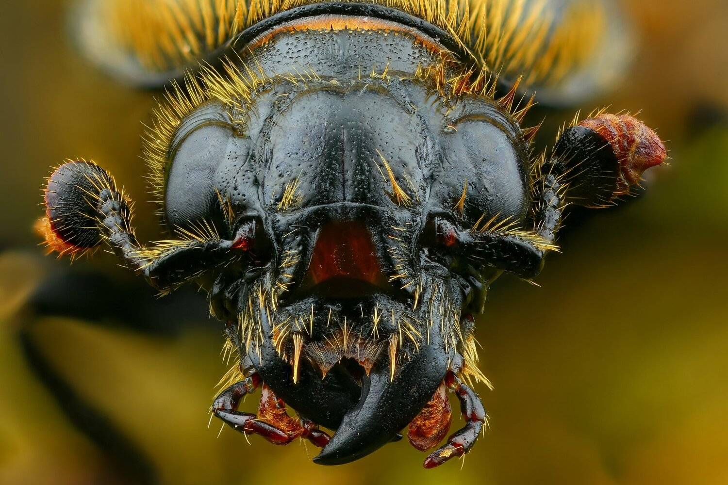 жук макро природа усы цвет портрет , Андрей Шаповалов