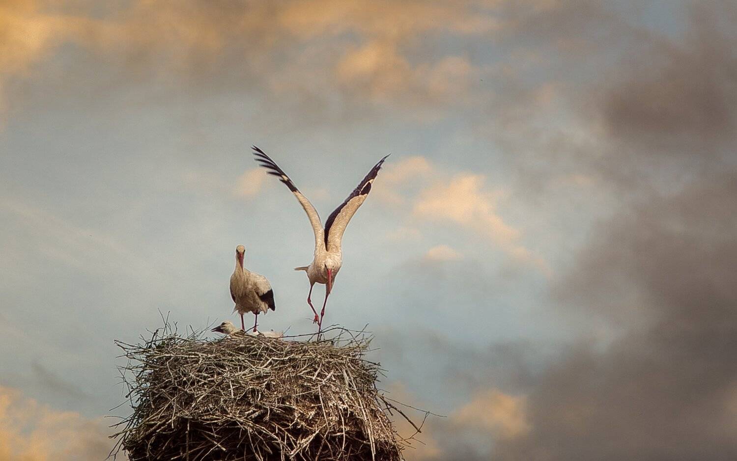 sky, storks, sunlight, sunsent, закат, облака, аисты, птицы, небо, Минск, Беларусь, Полина Хрол