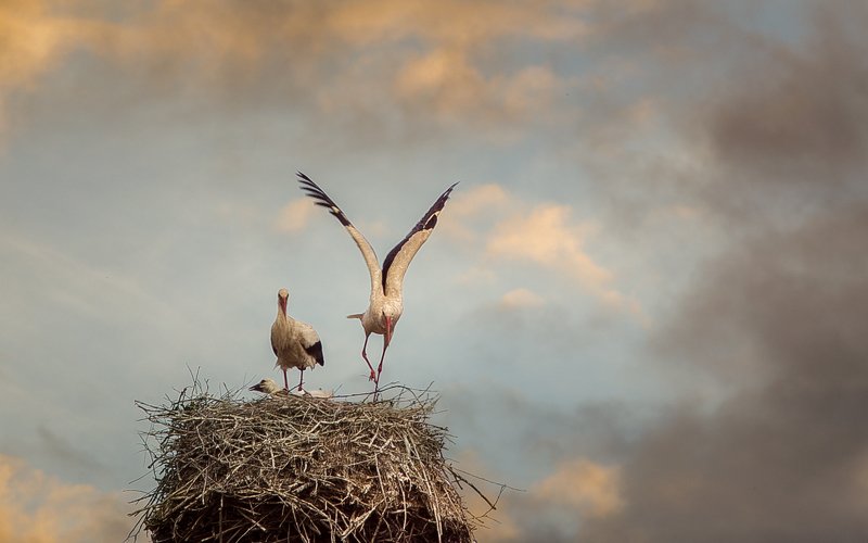 Storks фото превью