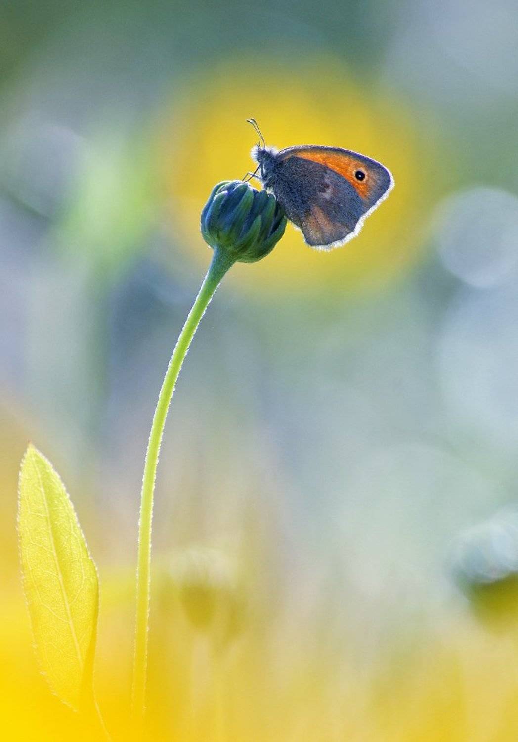 , Чепленко Алексей