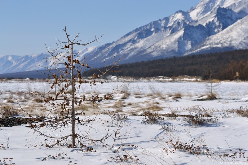 байкал, природа, пейзаж, сибирь *** фото превью