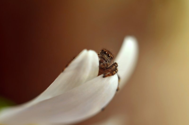 макро, скакун, макро мир, макро история, россия, природа, насекомые, пауки, милота, Привет из макро мира фото превью