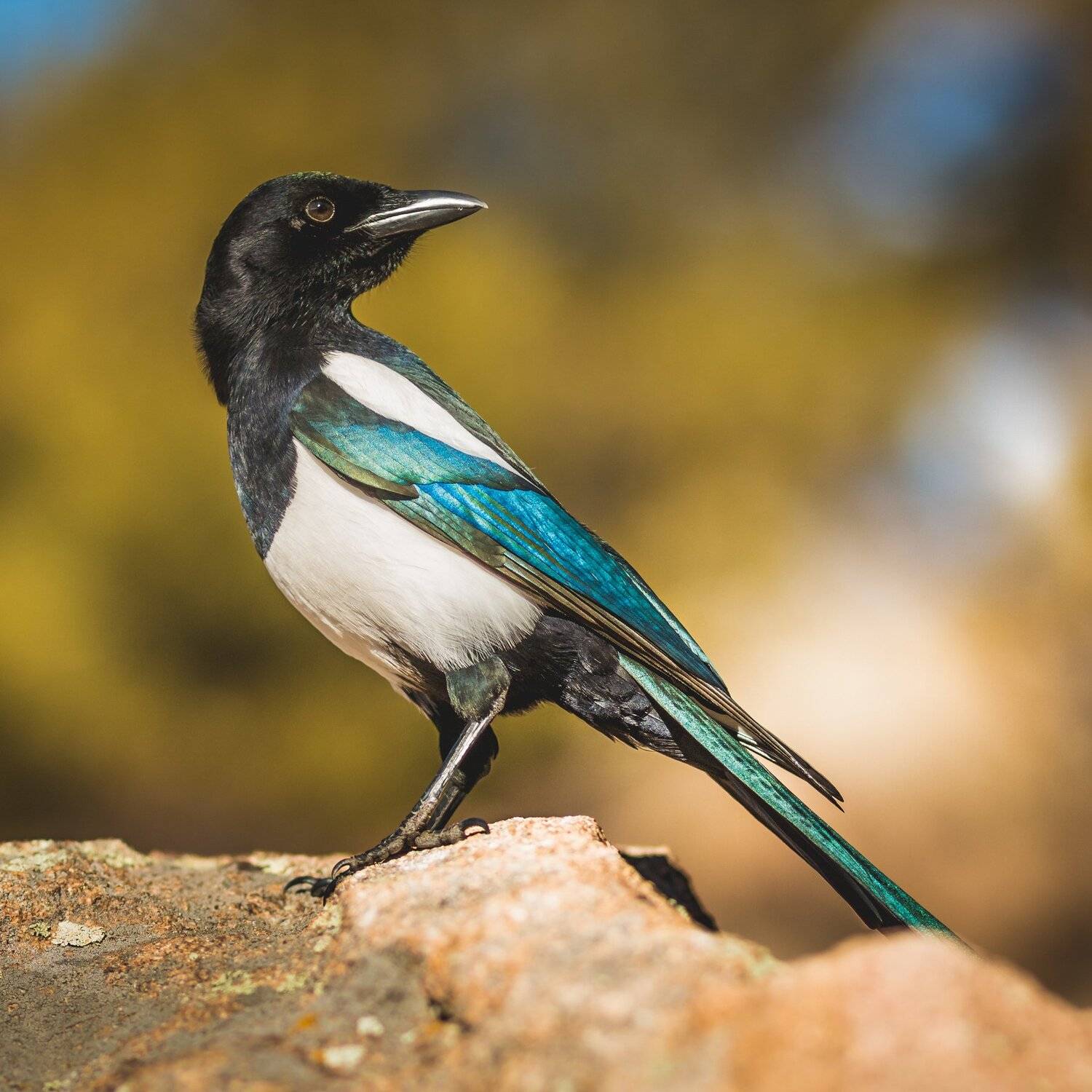 , Илья Данилов