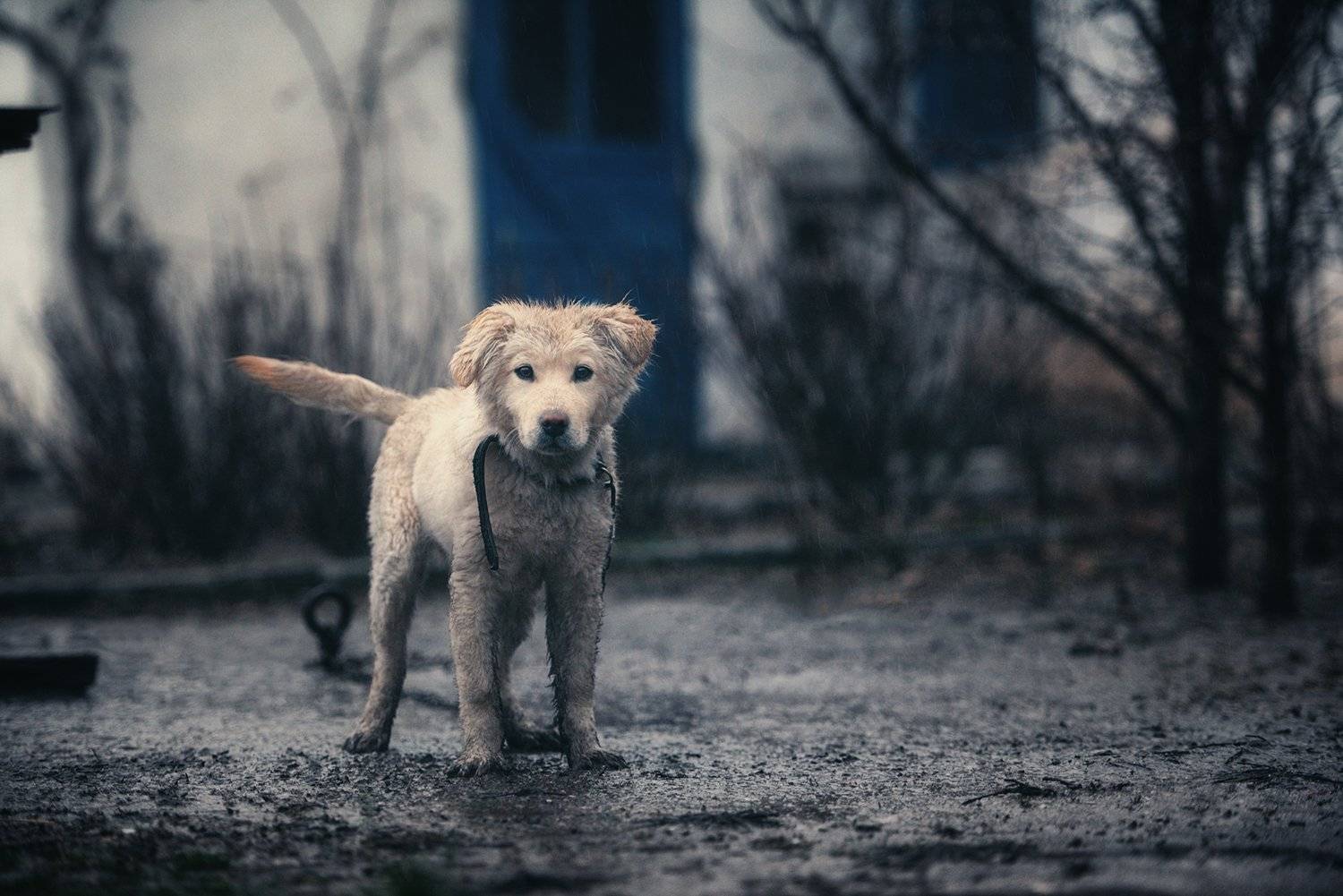 щенок, служба, обязанности, Вьюшкин Игорь