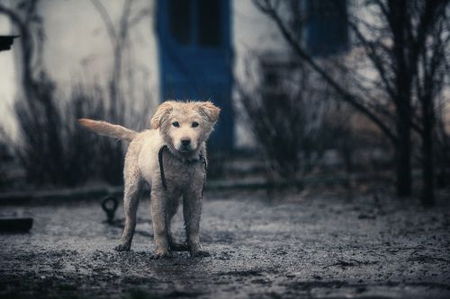 Мишка