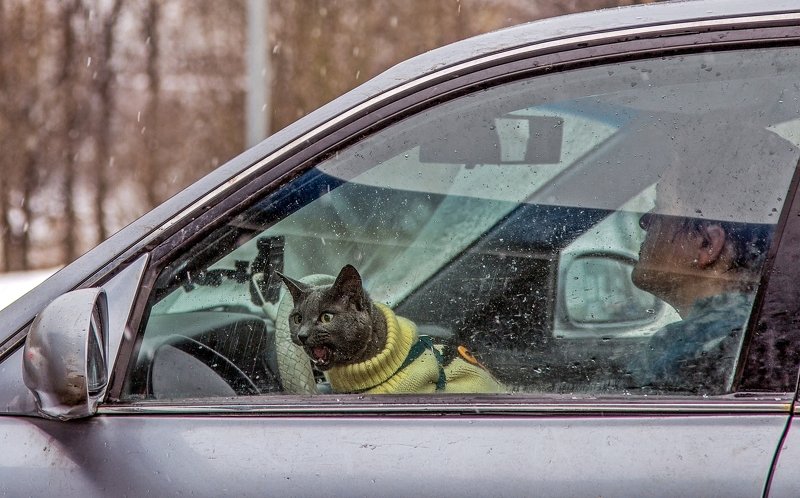Хозяйка! Ты посмотри какая сзади пробка! Ужас! фото превью