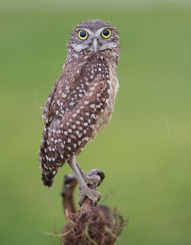 Burrowing Owl - Кроличий сыч