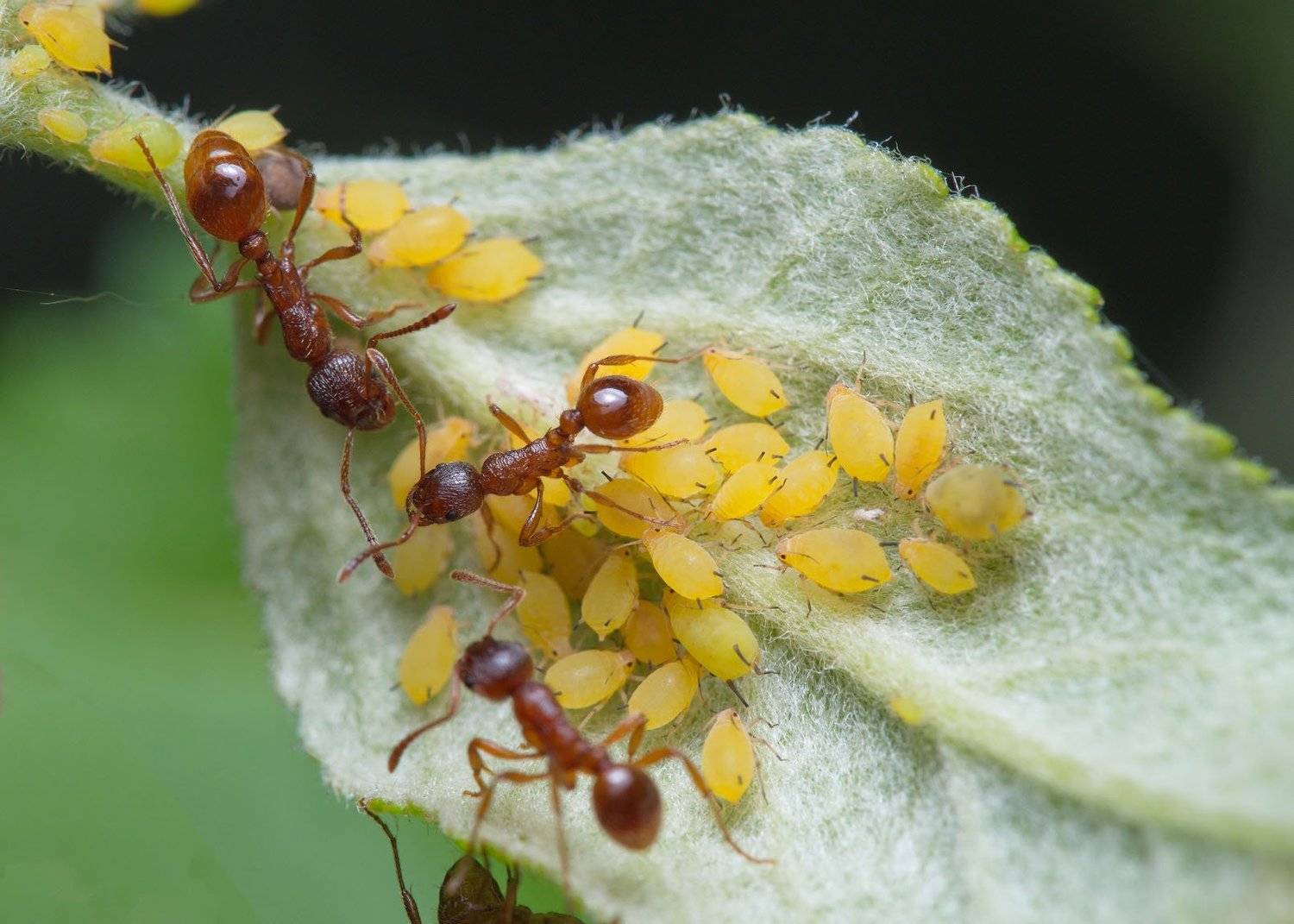, Сергей Харитон