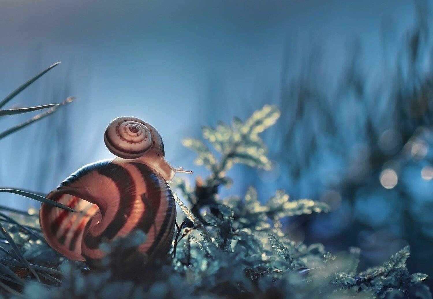 , Лапшина Владлена