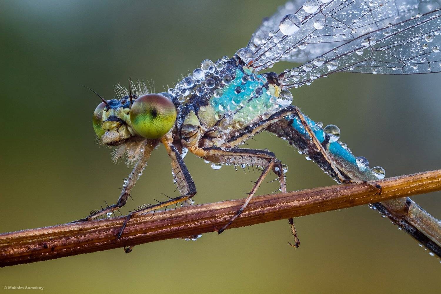 макро,стекинг,вега-11у,стрекоза,роса, Максим Сумской