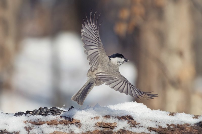 Грация фото превью