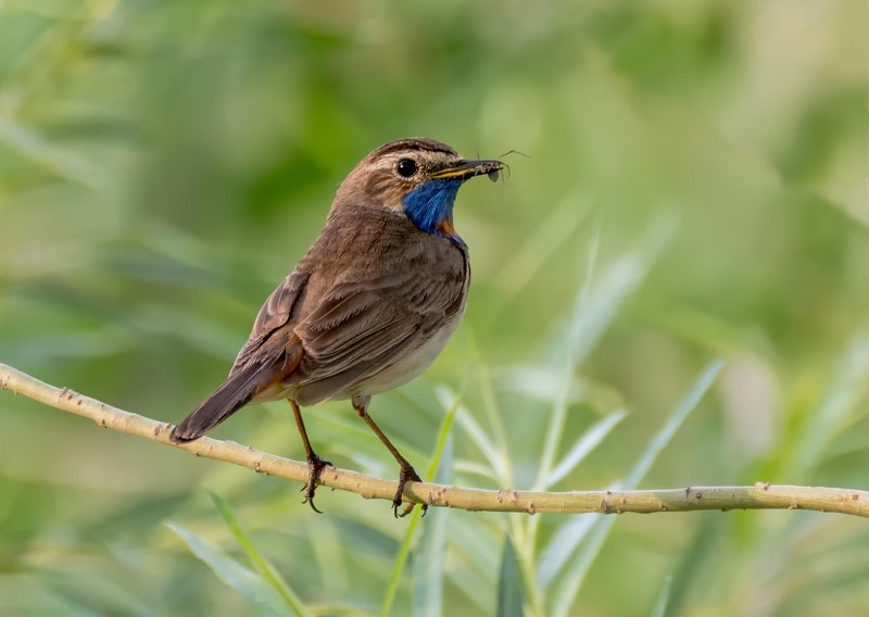 birds, птица, варакушка, самец, самка, добыча, Варакушка. фото превью