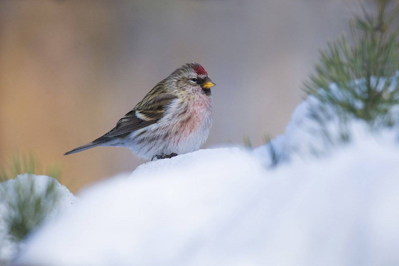 чечётка,самец,снег,бор, Иван