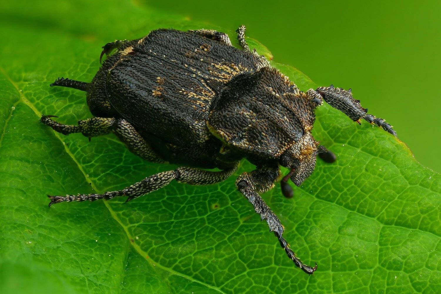 жук макро природа цвет зеленый растение, Андрей Шаповалов