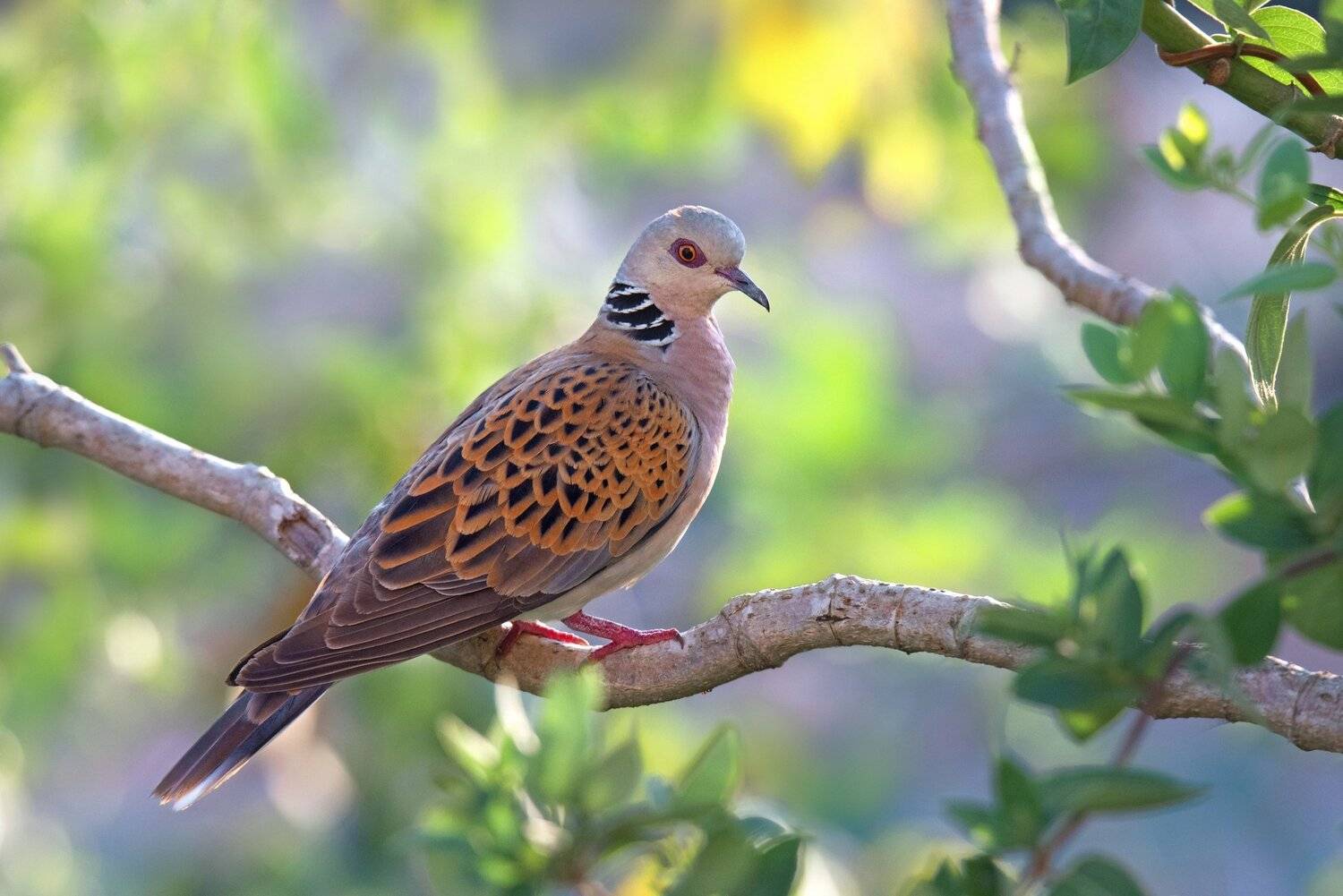 , Людмила Бекман