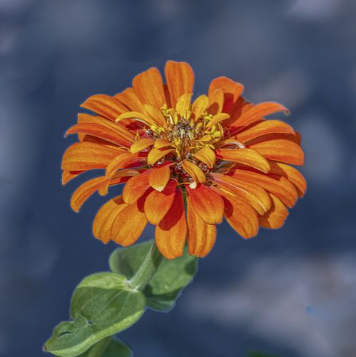 Beautiful zinnia elegans flower in garden