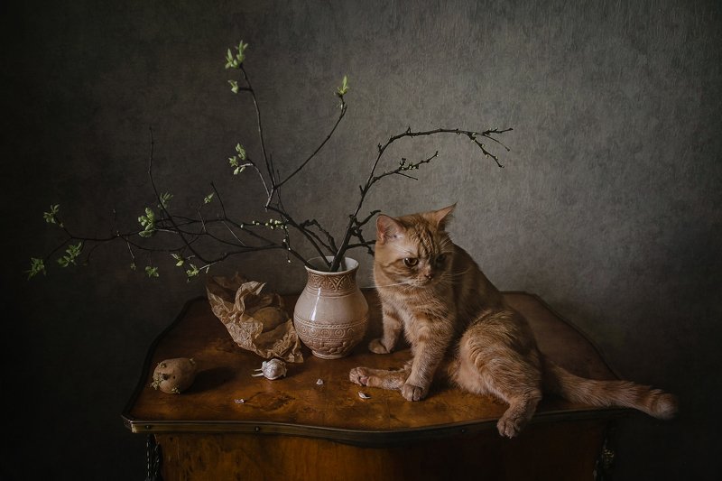 животные, кошки, кот, натюрморт, ветки, картофель Скоро весна, всё распускается :) фото превью