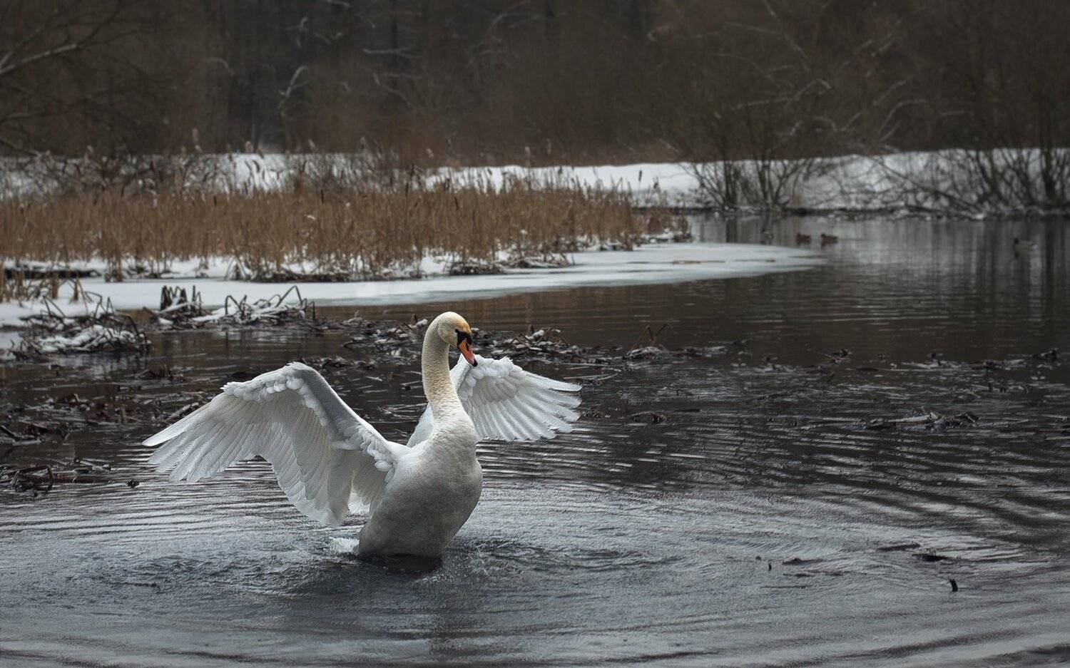 water,bird,birds,river,swan,waterscape,wild,wildlife,winter,winterlandscape,wintersnow,birdphotography,wildbirdphotography,птицы, беларусь, минск, зима, дрозды, Полина Хрол