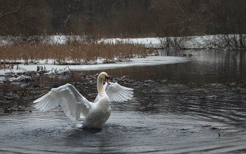 Wild swan