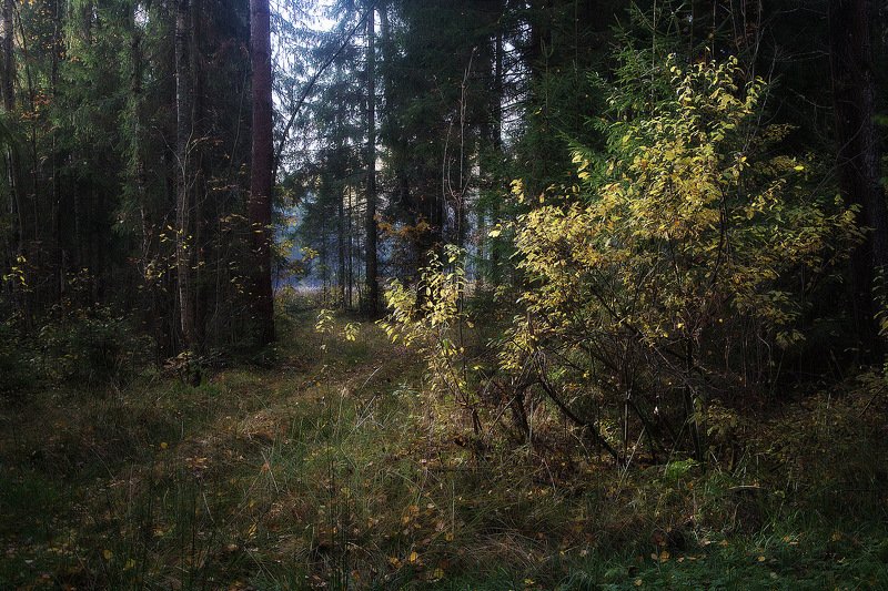 сергей алексеев, пейзаж В октябре фото превью