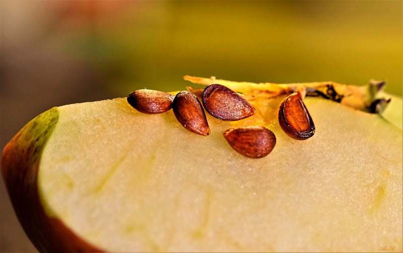 Эх, яблочко... фото превью