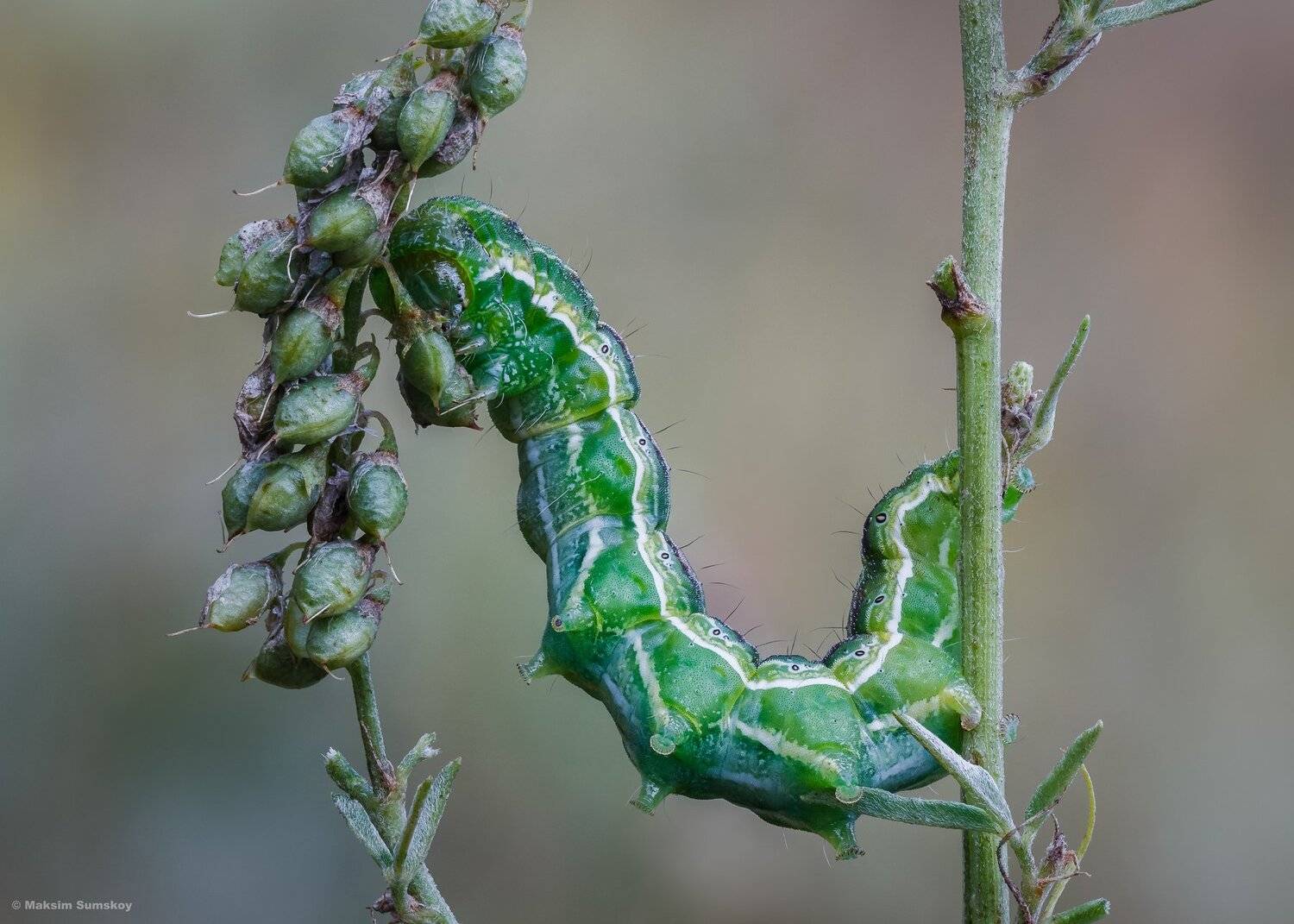 макро,стекинг,индустар,утро, Максим Сумской