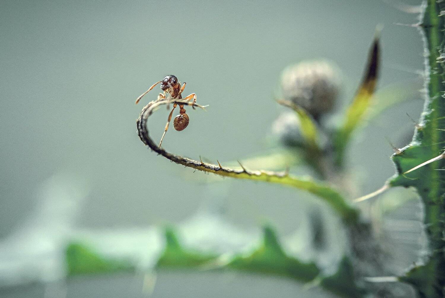 , Рут Андрей