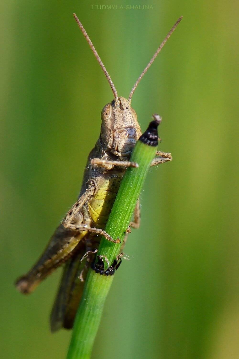 , Людмила Шалина