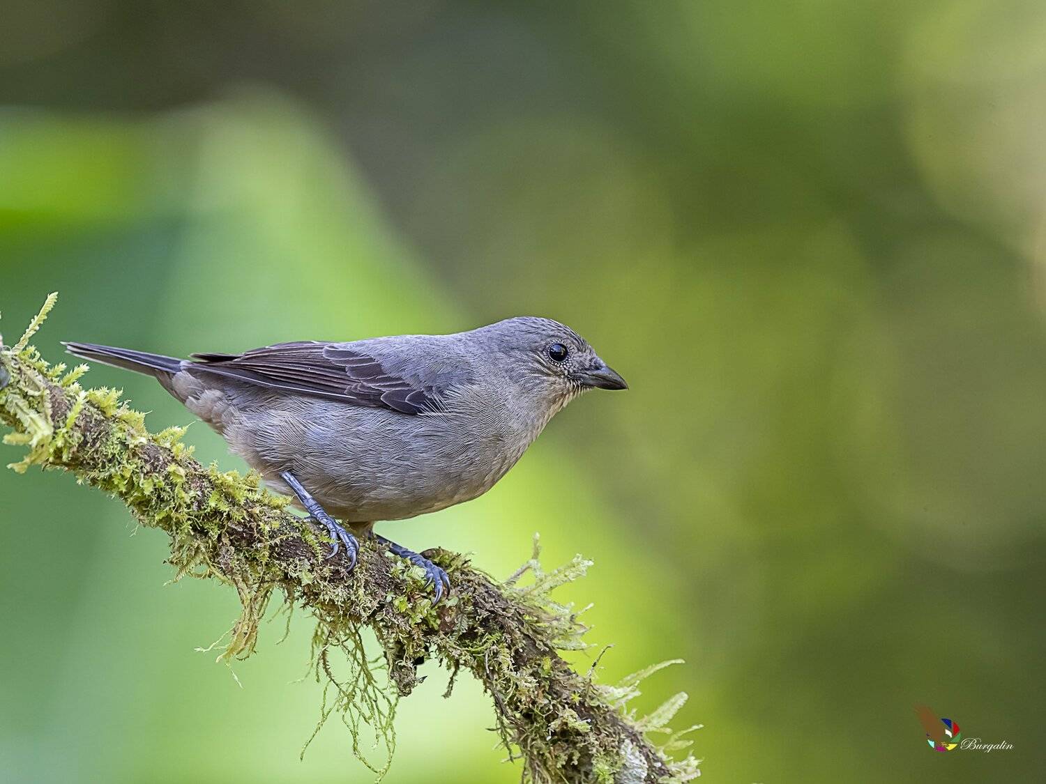 , Fernando Burgalin Sequeira