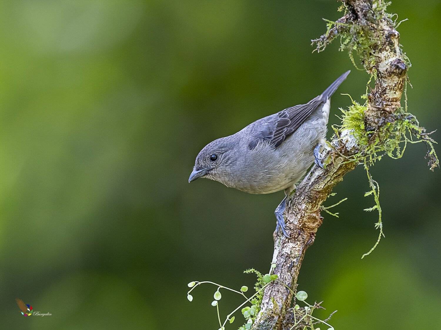 , Fernando Burgalin Sequeira