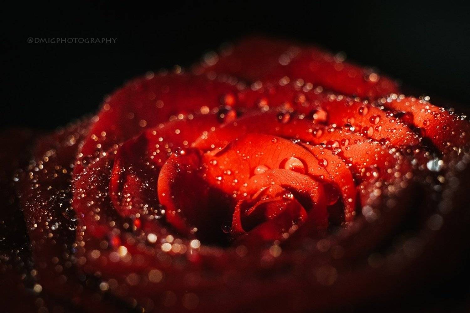 роза, макро, природа, макромир, капли, вода, цветок, , Дмитрий Гусалов